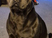 For stud!! Ace our proven blue staffie