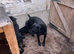 Top bloodline cane corso female having pups