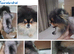 Addressing coat and skin issues across all dog breeds—particularly coat problems in Pomeranians—with a 100% effective treatment rate.