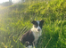 Border Collie Puppies