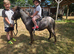 Beautiful spotted mini horse