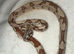 3 beautiful snakes looking for homes