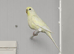 Young female budgie for sale
