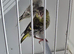 BEAUTIFUL PAIR SISKIN MUTATION COLOUR