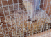 Ferret