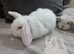 Mini lops for sale