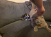 British shorthaired pure breed GCCF active