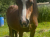 Super welsh section a yearling filly