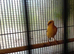 Canaries for new home