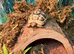 Sulcata tortoise