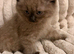 RAGDOLL KITTENS