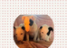 Female English bull terriers