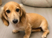 Beautiful longhaired miniature cream dachshund puppy
