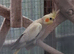 Female Cockatiels