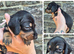 PRA CLEAR MINIATURE DACHSHUND PUPPIES