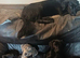 Adorable Markiejack puppies searching for their new forever homes