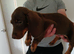 Minitature daschound