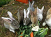 Stunning Continental Giant Rabbits For Sale