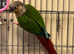 Handtame Pineapple Conure