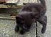Gorgeous kittens for sale