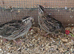 3 Japanese quails - female