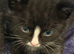 7week old male kitten