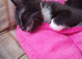 4 kittens looking for a Home