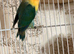 Males, females and pairs of Lovebirds