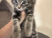 Handsome maincoone/British shorthair kittens