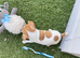 Chihuahua tea cup size boy puppy
