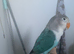 Beautiful hand tamed baby lovebird