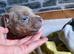 Old English bulldog x American bulldog