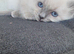 Sunning ragdoll kittens