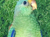Mulga Parrot cock bird aviary bred 2026