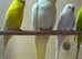 Variety of cockatiels