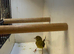 Young Variegated Fife Canary (hen)