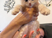 Maine Coon Kittens Looking for Their newHomes