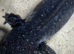 Female axolotl