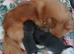 Beautiful chuiuua puppies