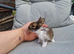 2 beautiful lionhead brothers