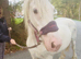 Blagdon Cob Mare 14.1hh mare