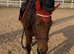 Stunning TB for sale