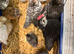 Mixed Breed Chicks For Sale