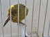 BEAUTIFUL COCK LIZARD CANARY