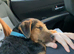 Lakeland terrier pup
