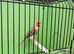 Canary's