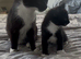 Cute kittens used to dogs