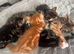 3 female Kittens