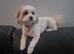 Maltipoo f1b, 2 boys 5 girls, &pound;1500/&pound;1600