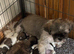 Shih tzu puppy’s